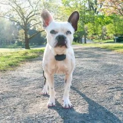 New 🤩 Deals ❤️ PetSafe Lite Rechargeable Bark Collar ❤️ 👍 -Outlet Pets Store 0017067 3