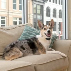 New 🤩 Deals ❤️ PetSafe Lite Rechargeable Bark Collar ❤️ 👍 -Outlet Pets Store 0017067 4