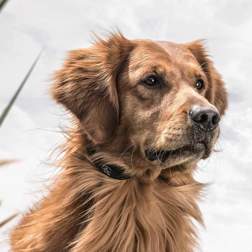 Best Sale 🎁 Top 10 ✔️ Sportdog Brand SportDOG YardTrainer 100S ✔️ 💯 3 Best Sale 🎁 Top 10 ✔️ Sportdog Brand SportDOG YardTrainer 100S ✔️ 💯 - Image 3