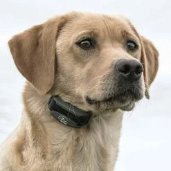 Best reviews of 🎁 Outlet 👏 Sportdog Brand SportDOG FieldTrainer 425X Series ✔️ ❤️ -Outlet Pets Store 0017091 3