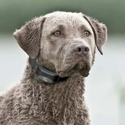 Top 10 ❤️ Best reviews of ❤️ Sportdog Brand SportDOG FieldTrainer 425XS Series 😀 ⌛ -Outlet Pets Store 0017092 3