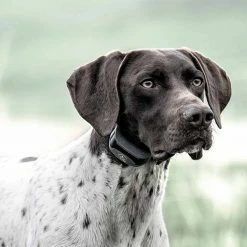 Buy 🎁 Deals 😍 Sportdog Brand SportDOG 825X Series E-Collar ❤️ 🎁 -Outlet Pets Store 0017095 3