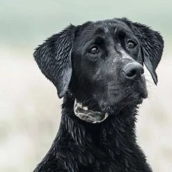 New 🤩 Deals 🧨 Sportdog Brand SportDOG Wetland Hunter 425X Series E-Collar 💯 🎉 -Outlet Pets Store 0017097 3