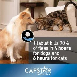 Best deal 🌟 Cheapest 🤩 Novartis Capstar Flea Treamtment For 🐕 🐕 Dogs 25 Lbs. And Over 🎁 ⌛ -Outlet Pets Store 7318801 2 1