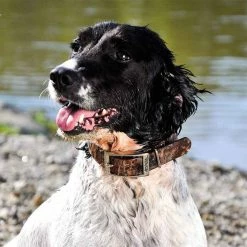 Best Pirce 🔥 Flash Sale 🎁 Remington Waterproof Hound 🐶 🐶 Dog Collar With Center Ring 👍 👍 -Outlet Pets Store 7366463 2