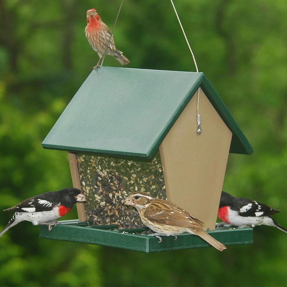 Wholesale βοΈ Buy π€© Songbird Essentials Recycled Plastic Large Hopper Feeder π β€οΈ 1 Wholesale βοΈ Buy π€© Songbird Essentials Recycled Plastic Large Hopper Feeder π β€οΈ