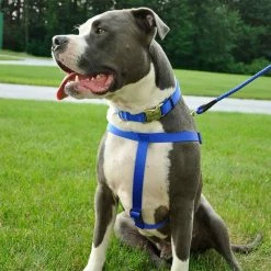 Budget 🔔 Coupon 🌟 Coastal Pet Comfort Wrap® Adjustable 🐶 🦮 Dog Harness 🧨 🤩 -Outlet Pets Store mas00067 2