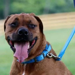 Brand new ❤️ Buy ⭐ Coastal Pet Coastal® Double-Ply 🦮 🐕 Dog Collar 🌟 🥰 -Outlet Pets Store mas56